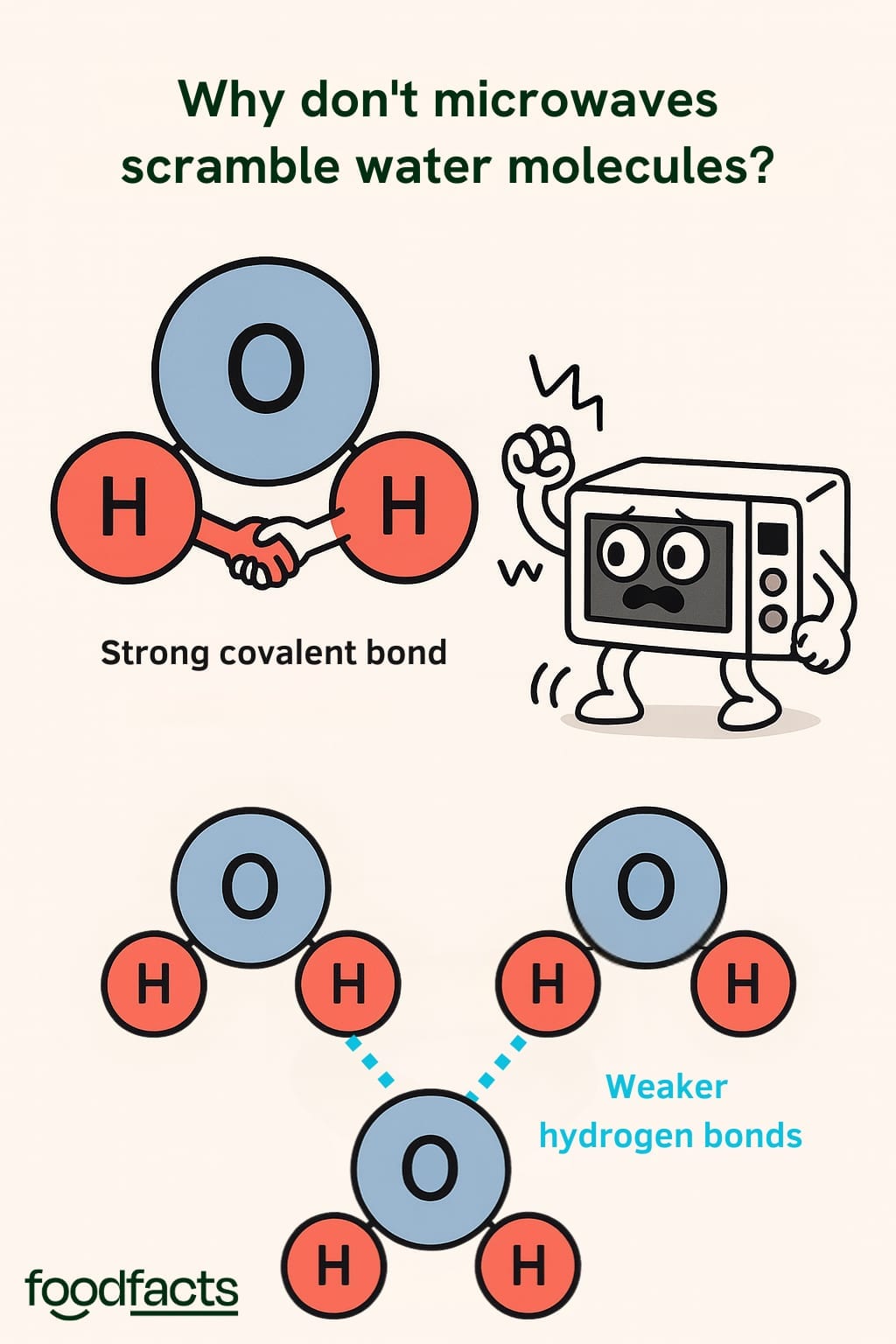 A graphic showing how microwaves affect water molecules