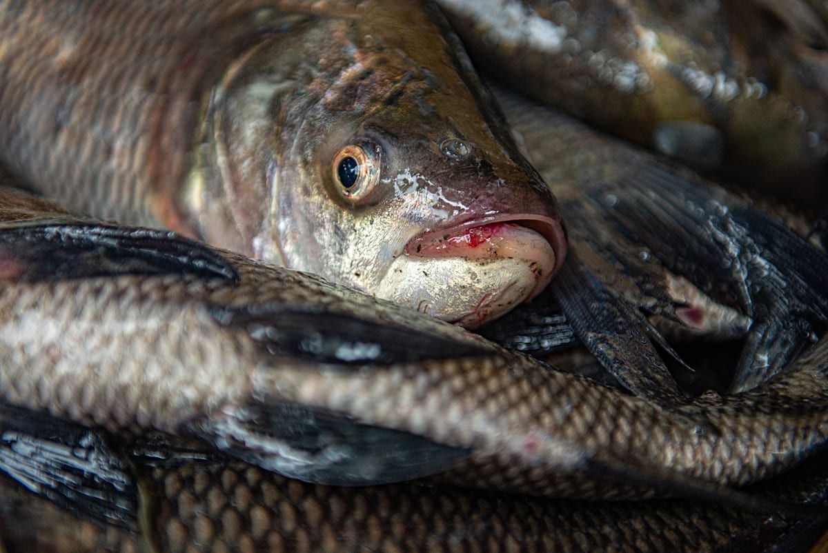  A live fish with an injured lip lies in a crowded basket at a wholesale fish auction market. Harvested fish are not slaughtered before reaching the market, often remaining alive for hours. At the market, they struggle and writhe in crates, weigh scales, and carry bags, with many exhibiting cuts, missing scales, damaged eyes or other signs of trauma from rough handling. Akividu Wholesale Fish Market, Eluru, Andhra Pradesh, India, 2023. Shatabdi Chakrabarti / FIAPO / We Animals