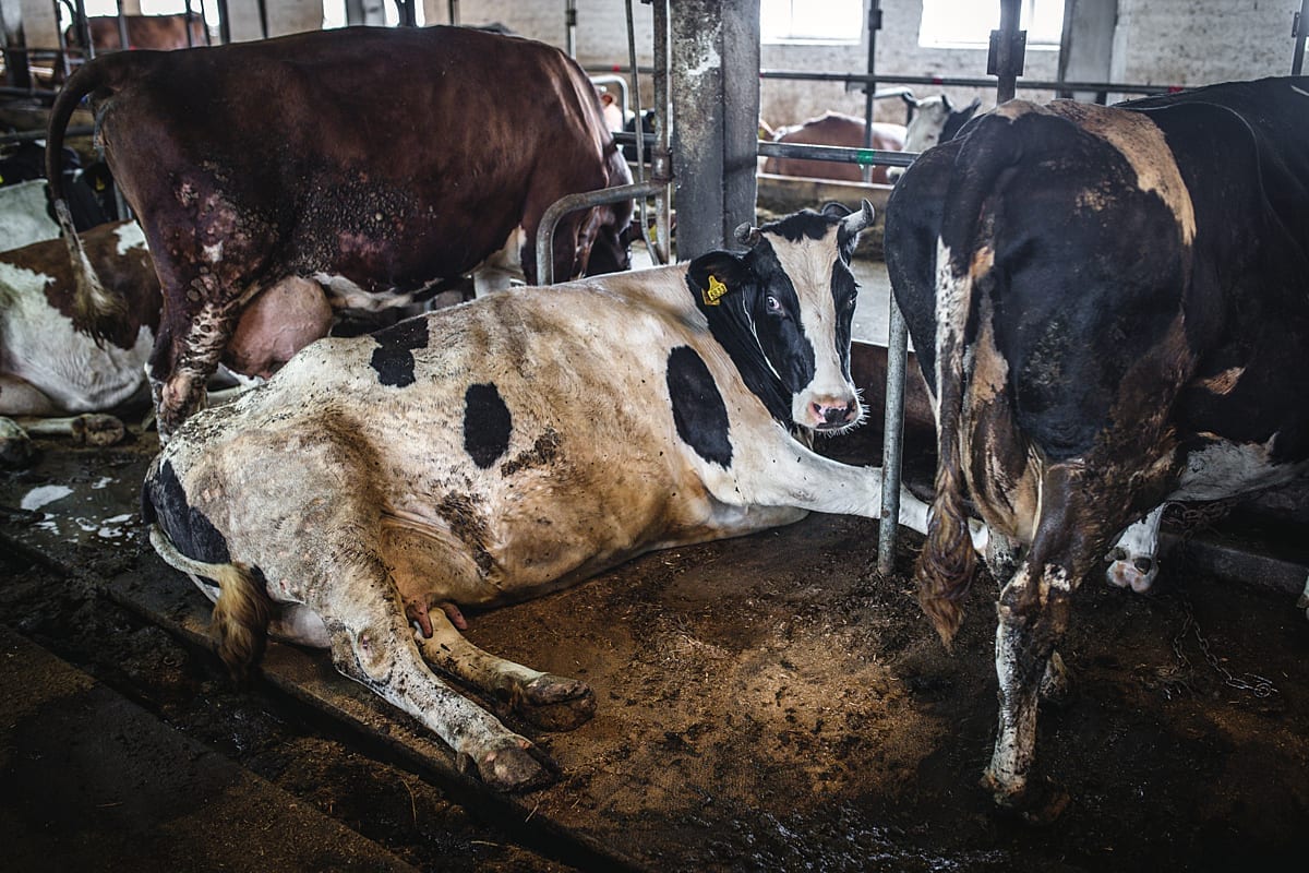 A dirt and feces-covered cow on a Ukrainian dairy farm peers over to the camera as she lies in a filthy free stall. The cows on either side of her are equally dirty, with bare patches of skin visible on one individual.