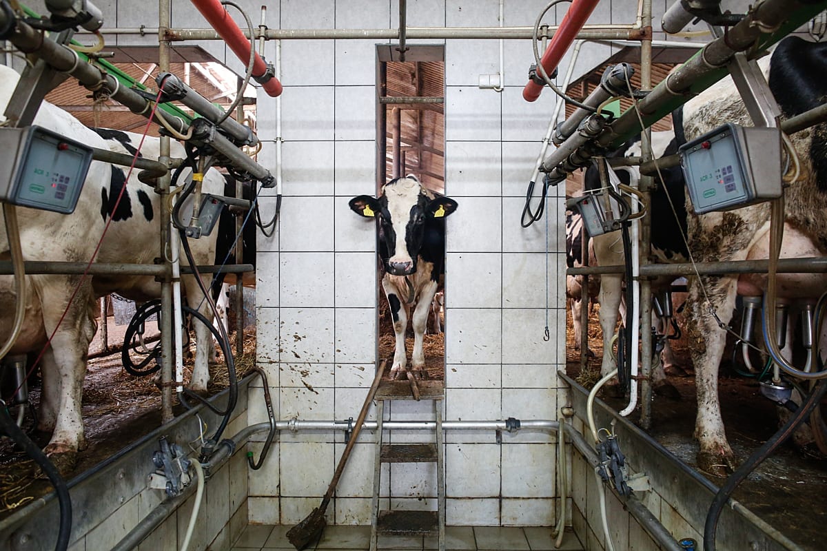 Steel barriers, concrete floors, tiled walls and push-button technology make up the habitat of the modern-day dairy herd