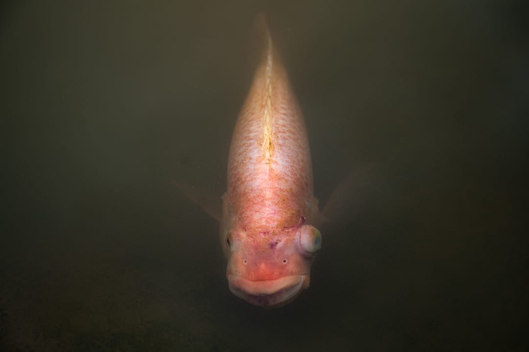 A salmon with a bulging eye