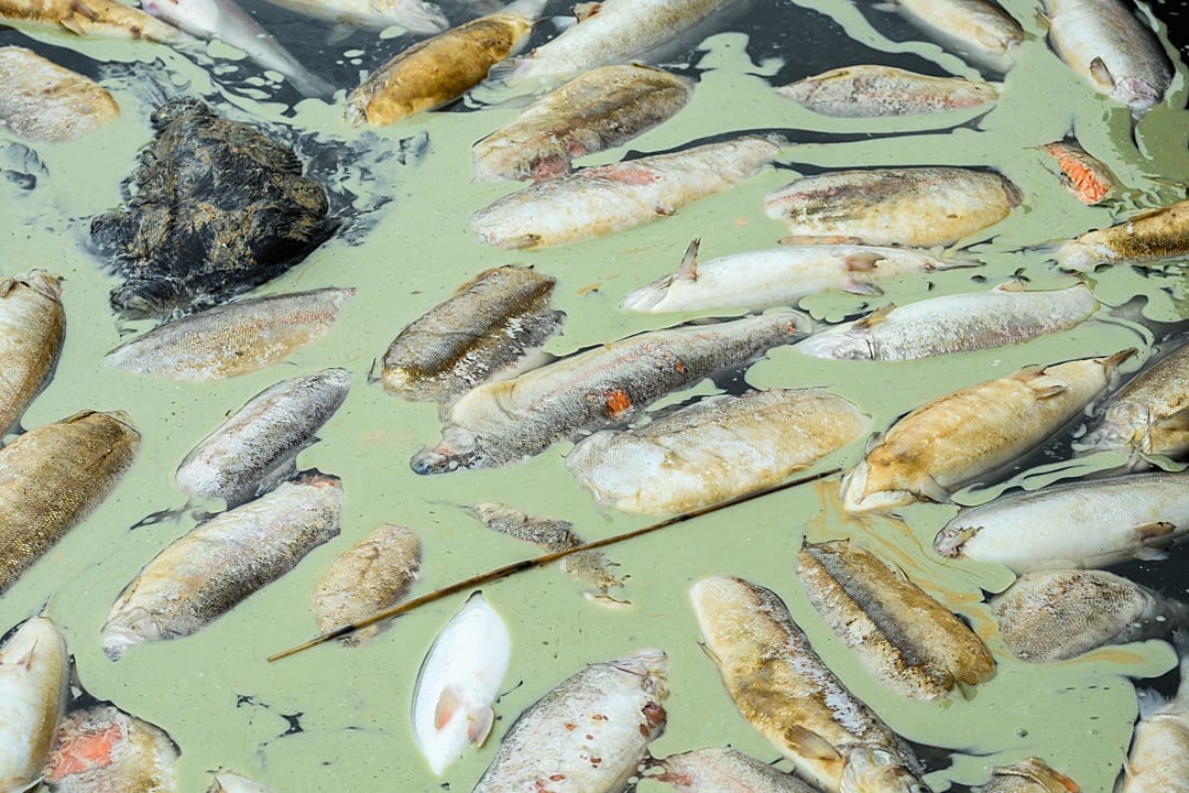 Dead trout float in murky green water in a fish farm