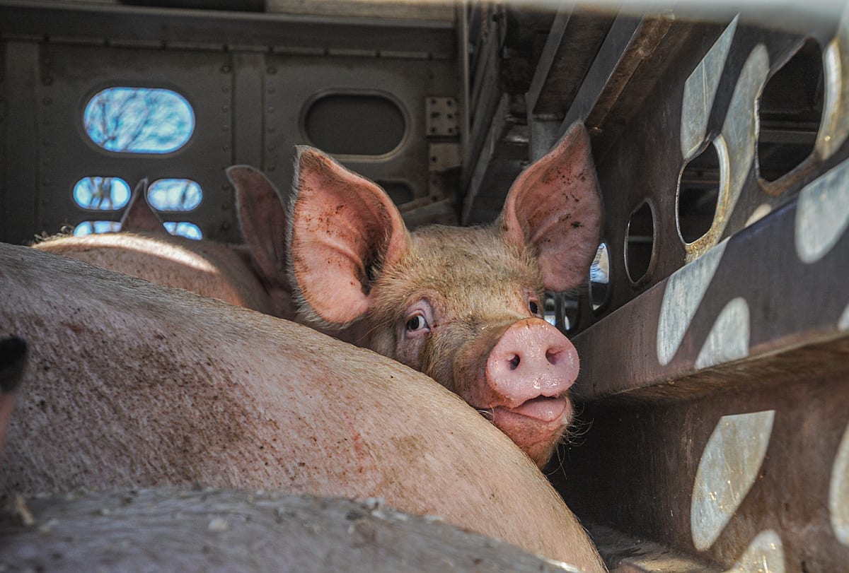 Cramped pigs in a transport truck