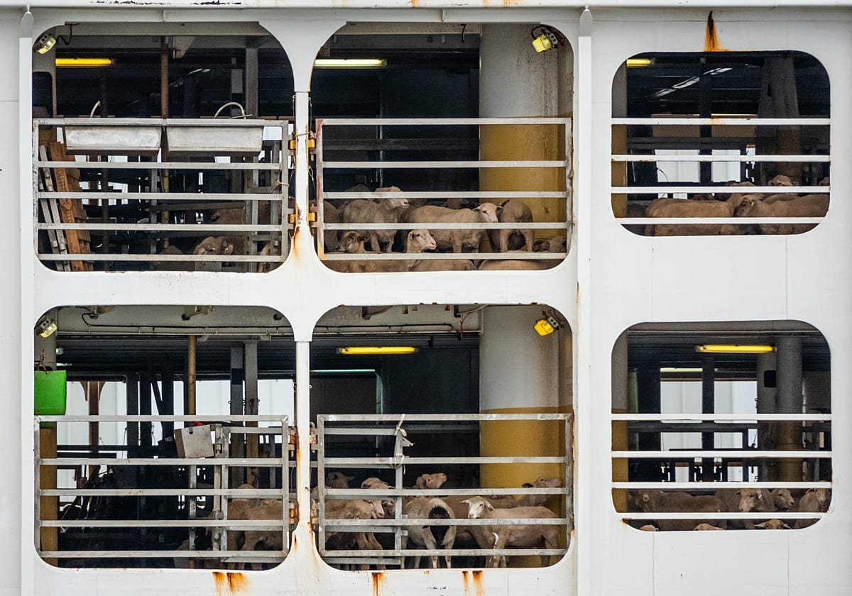 Sheep are transported on a large boat