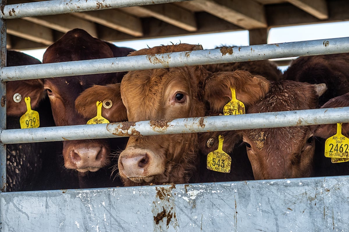 Cows are cramped into a transport truck