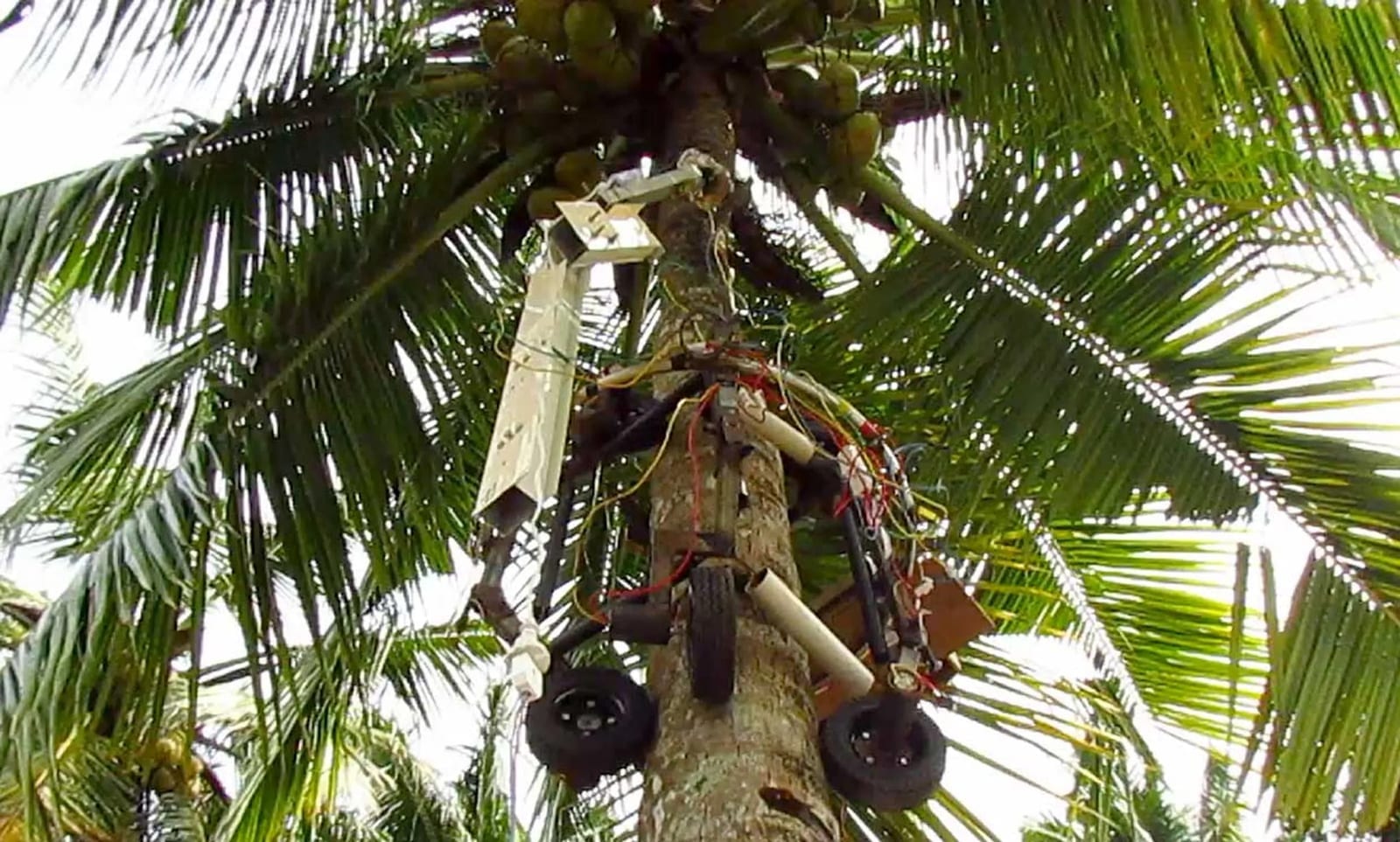 A robot scales a coconut tree
