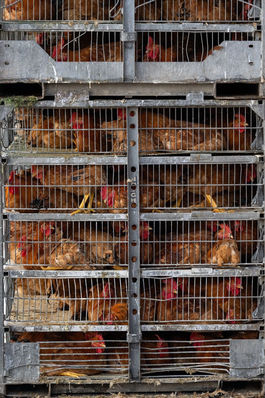Multiple boxes containing caged chickens are stacked on top of each other, ready to be transported.