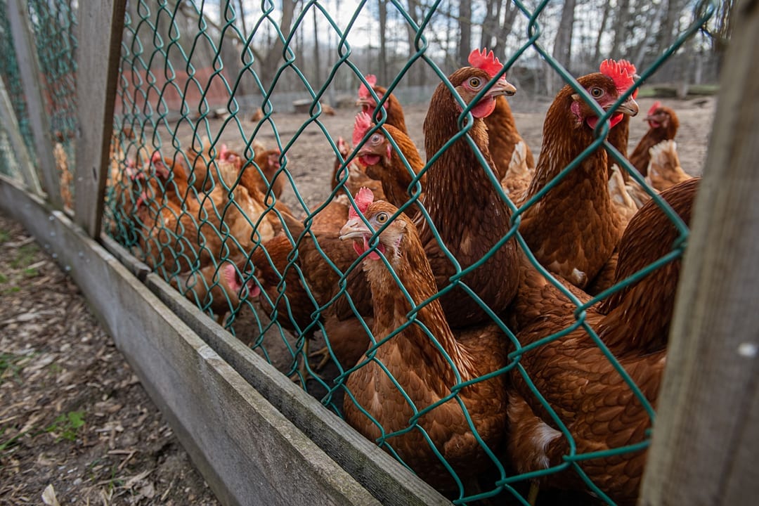 A small group of chickens are roaming freely outside