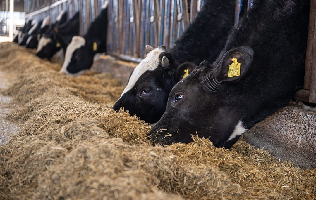 Cows are eating hay in a farm. Their heads are between metal bars.
