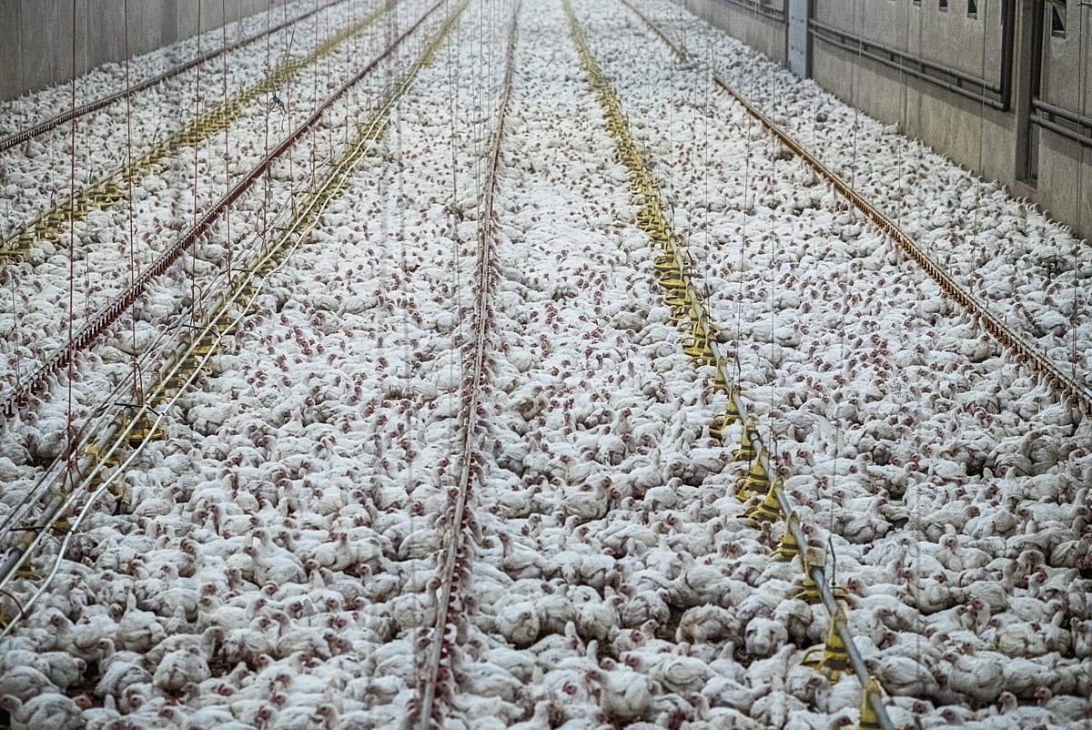 A massive broiler chicken shed