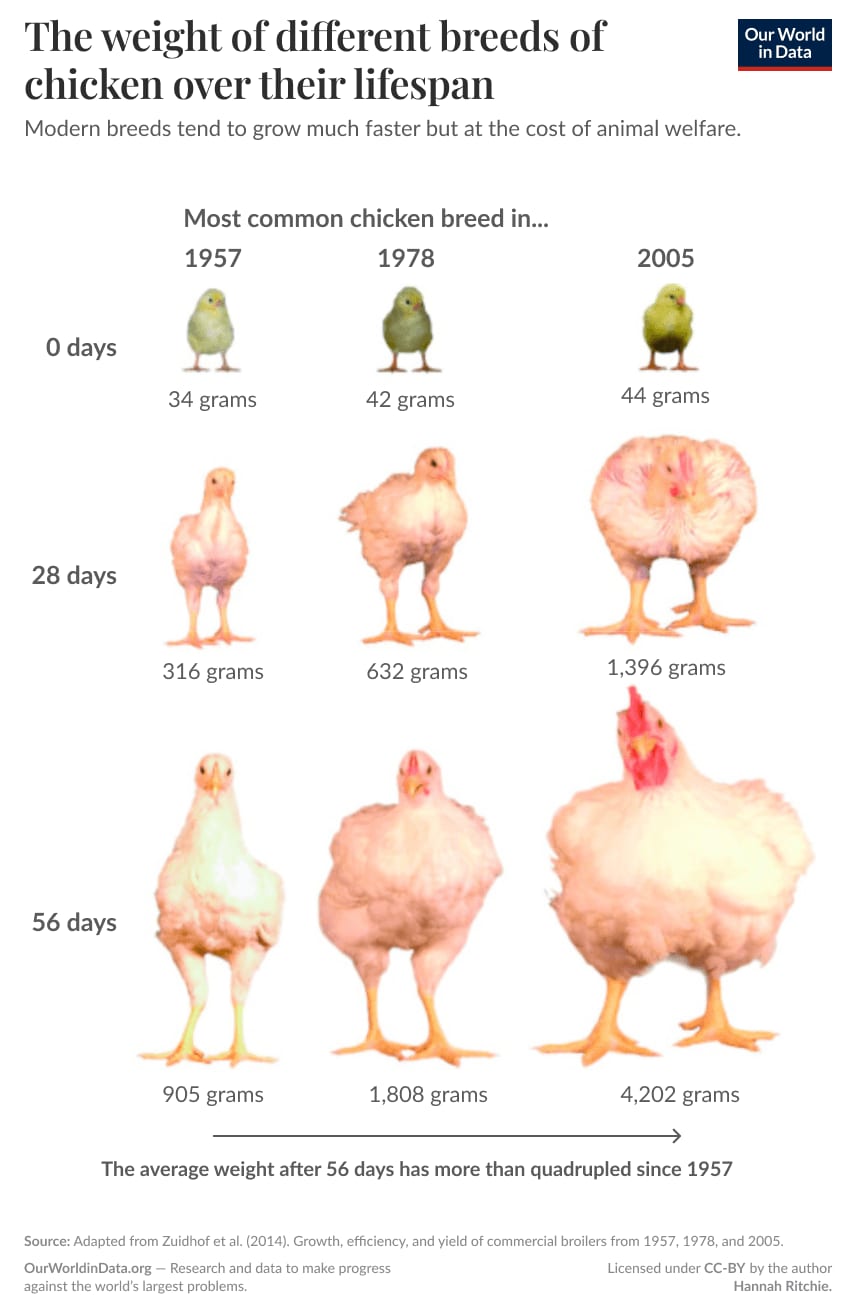 A graphic showing how chickens bodies have changed since the 1960se