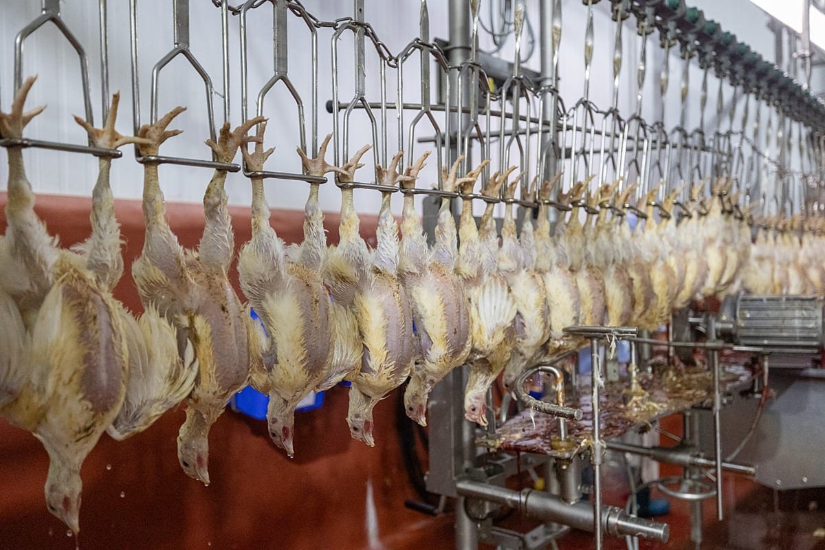 Chickens on a conveyor belt being dragged through an electric waterbath