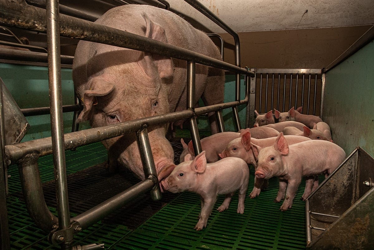 A mother pig is trapped in a sow stall and is unable to reach her piglets