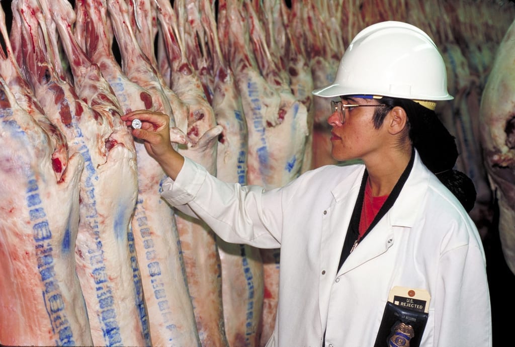 A person in a white coat and helmet places a thermometer into a carcass