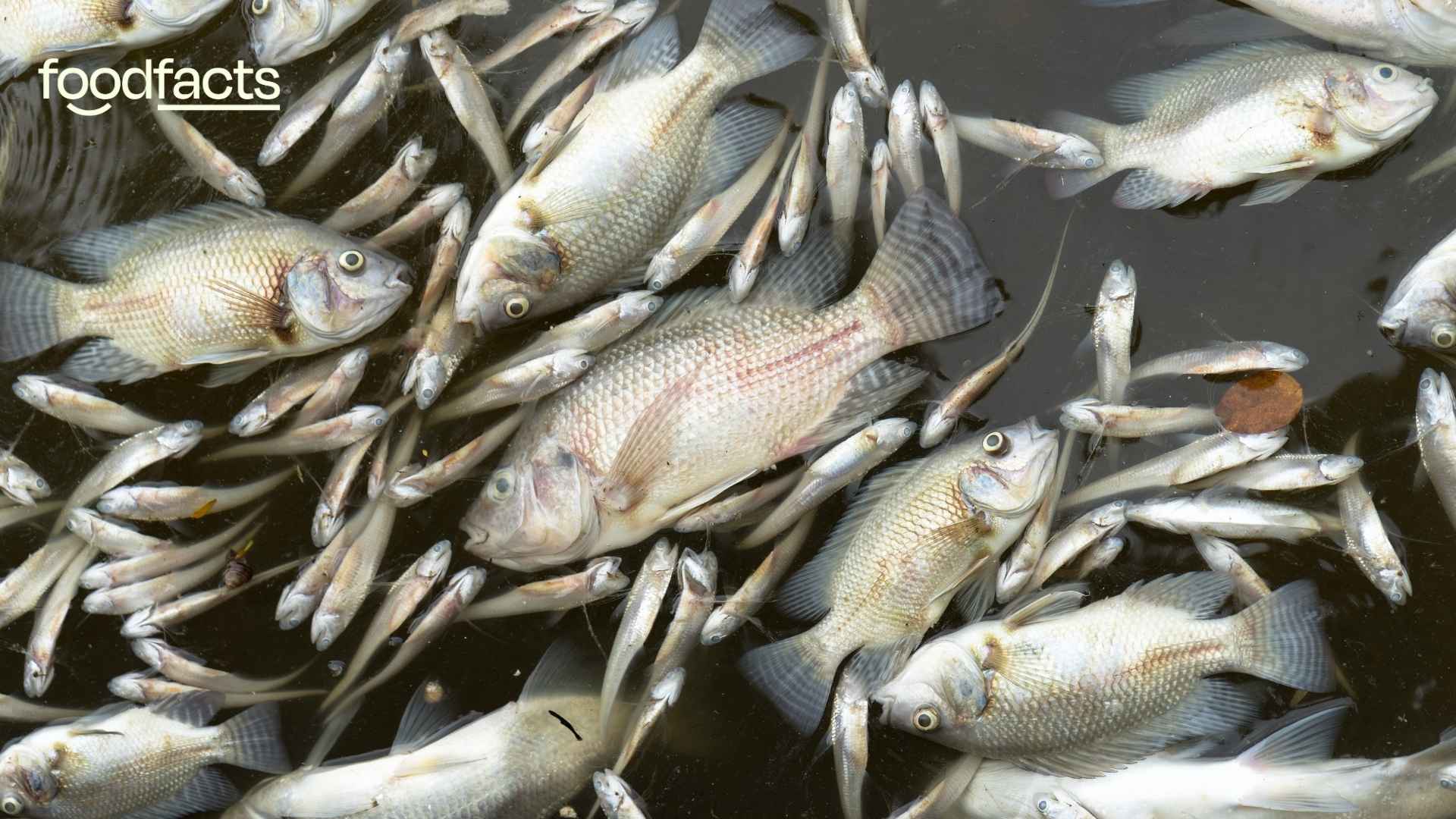 A fish lies dead in the water due to heat stress