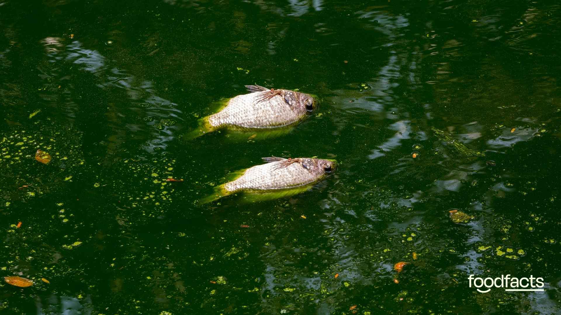 A fish lies dead in the water due to heat stress