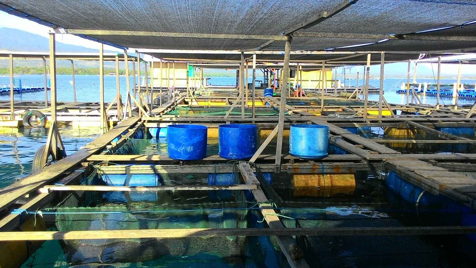 A fish farms has shading nets above it