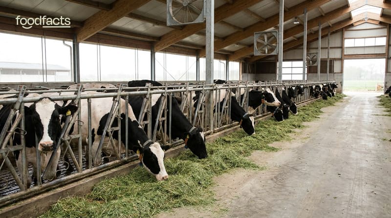 Black and white dairy cows feeding at a rail inside a modern barn