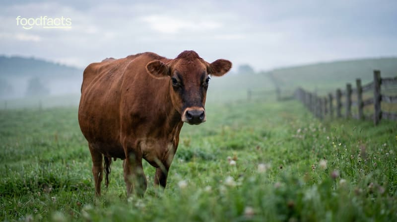 A brown cow standing in a misty green pasture beside a wooden fence, looking gently toward the camera