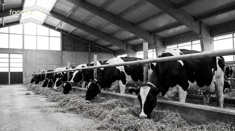 Black and white dairy cows feeding at a rail inside a modern barn