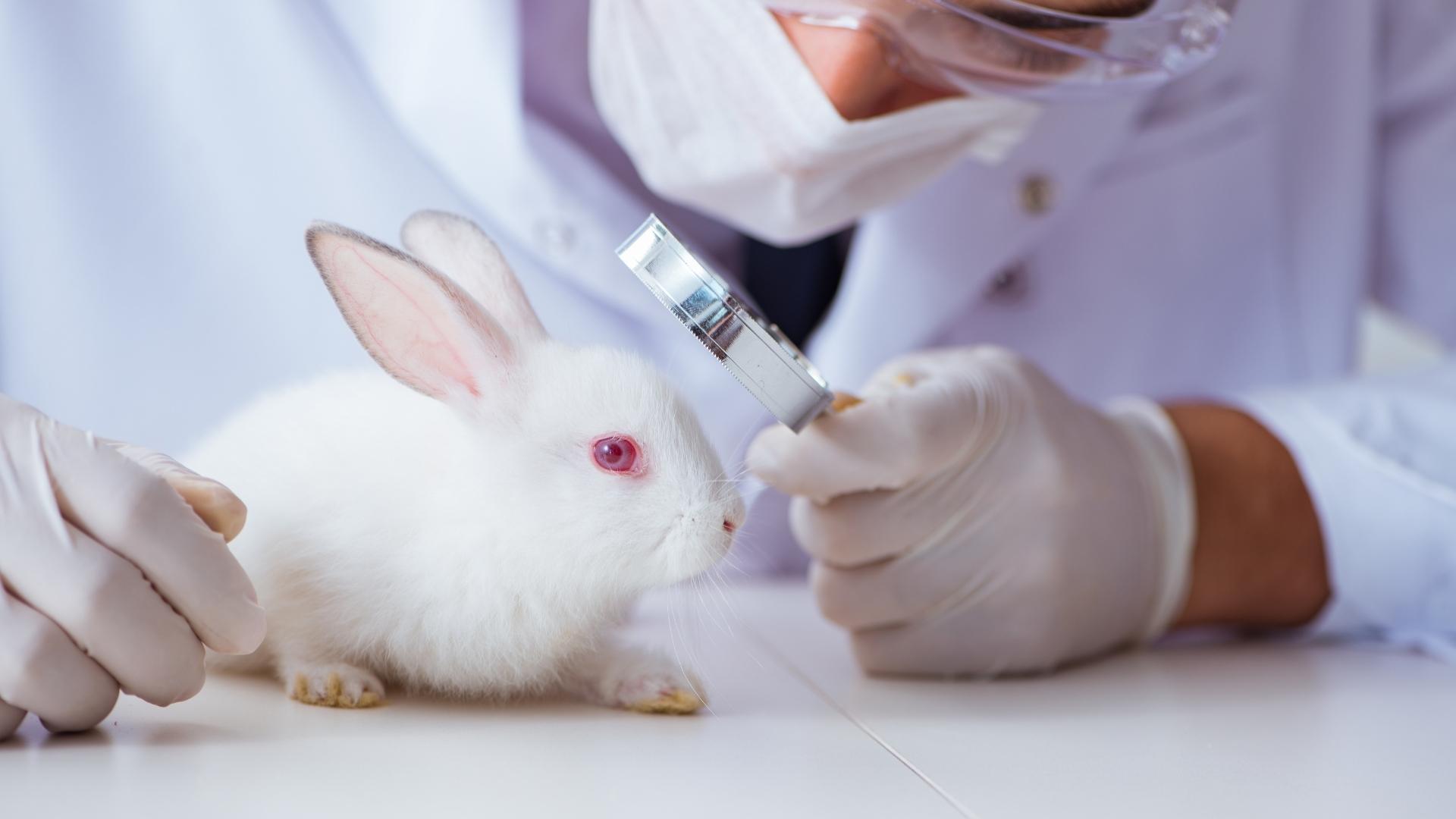 A rabbit is part of a medical trial