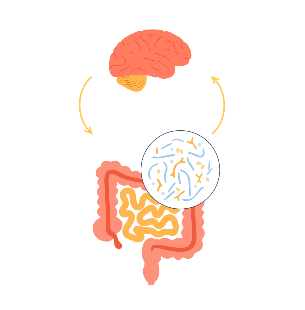 The brain and gut are connected