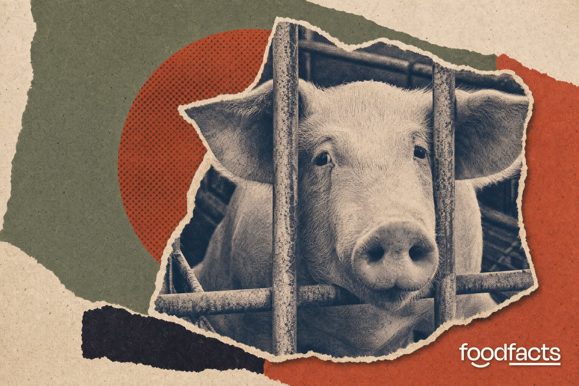 Printed editorial collage about factory farming: cut-out photographs of an industrial livestock shed with roof vents and extractor fans, a crowd of pigs and metal gestation crates, set against torn strips of green fields and a leaf.
