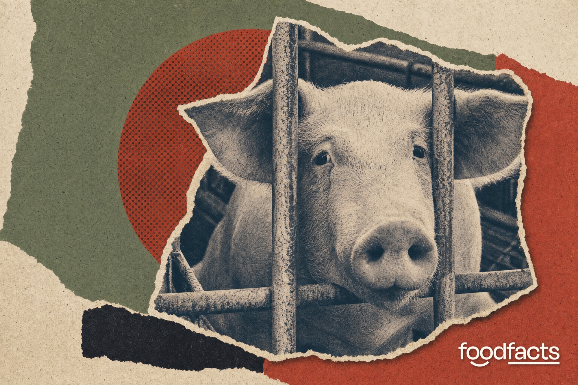 Printed editorial collage about factory farming: cut-out photographs of an industrial livestock shed with roof vents and extractor fans, a crowd of pigs and metal gestation crates, set against torn strips of green fields and a leaf.