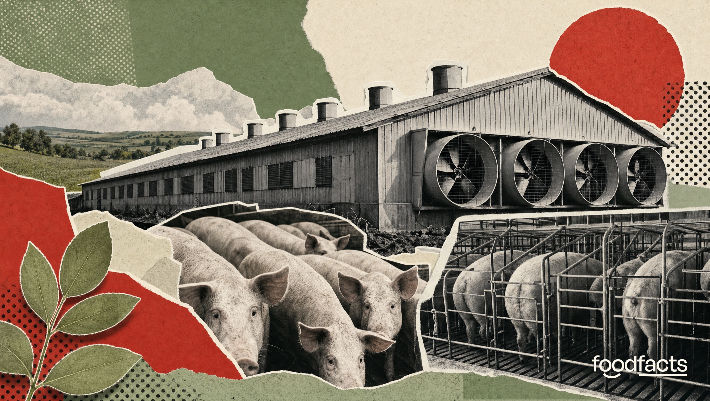 Printed editorial collage about factory farming: cut-out photographs of an industrial livestock shed with roof vents and extractor fans, a crowd of pigs and metal gestation crates, set against torn strips of green fields and a leaf.