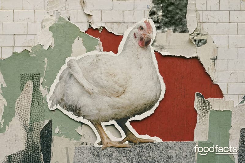 Paper collage of a torn poster on a London Underground platform revealing a pig and a chicken, with commuters walking past.