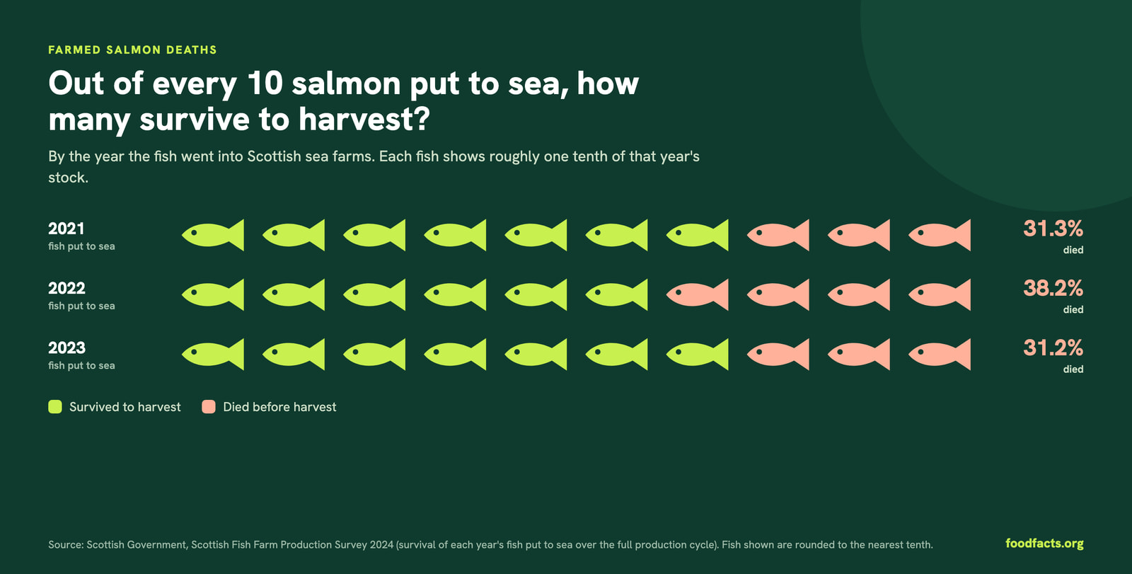Infographic: out of every 10 salmon put to sea in Scotland, how many survive to harvest. For fish put to sea in 2021, 31.3% died; in 2022, 38.2% died; in 2023, 31.2% died.