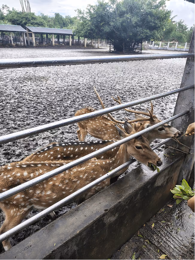 Feeding deer during a team outing