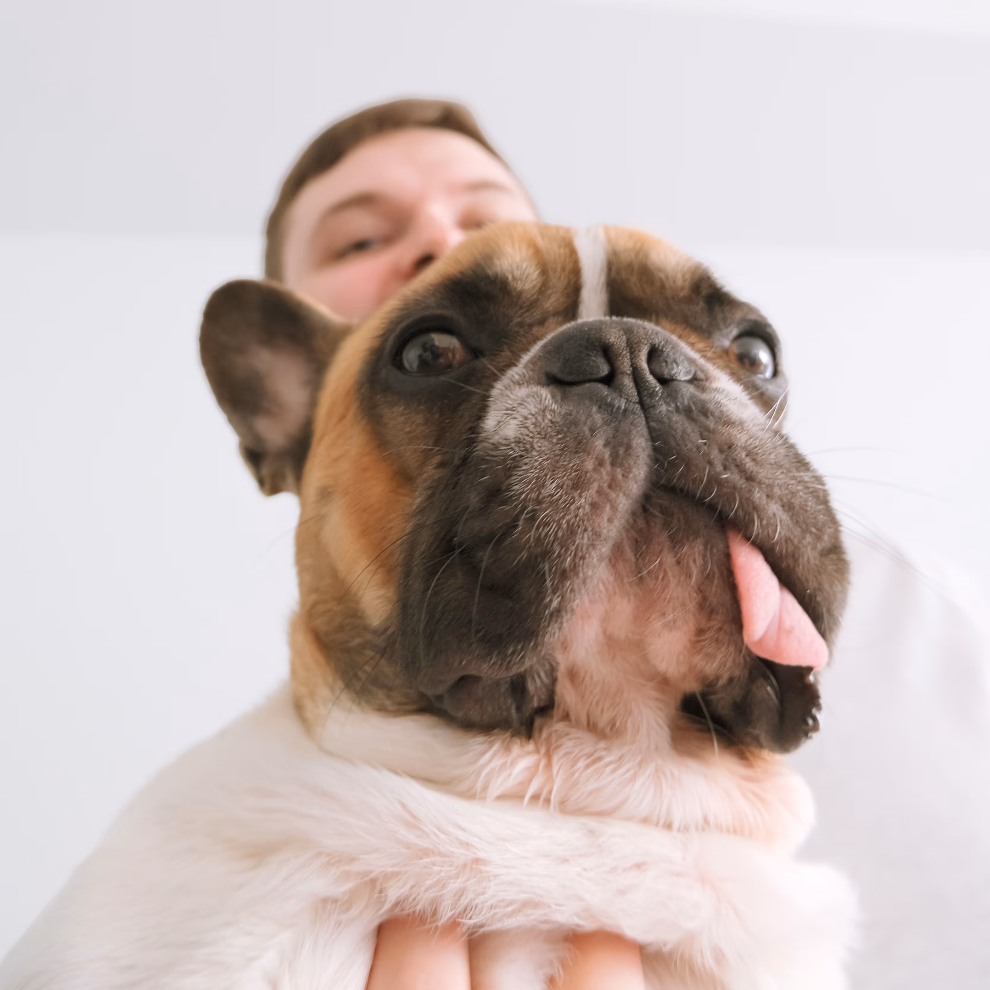 A cute French bulldog