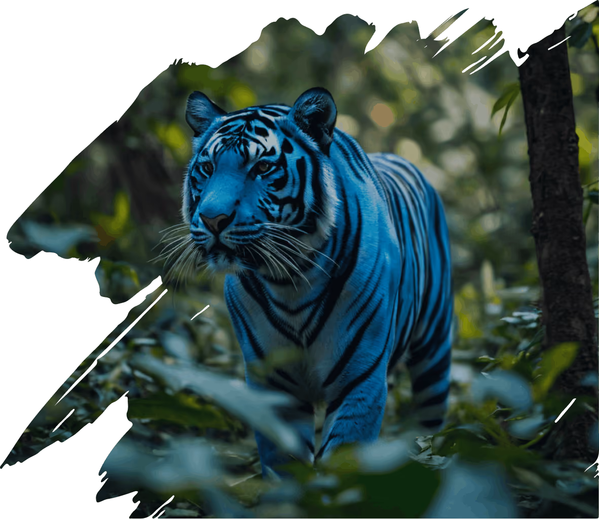 Blauer Tiger geht vorsichtig durch dichten Wald mit grünem Laub.