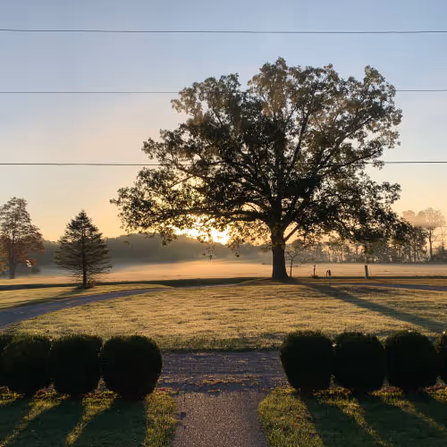 Large tree casting long shadows over a grassy field at sunrise with silhouette of smaller trees and bushes.