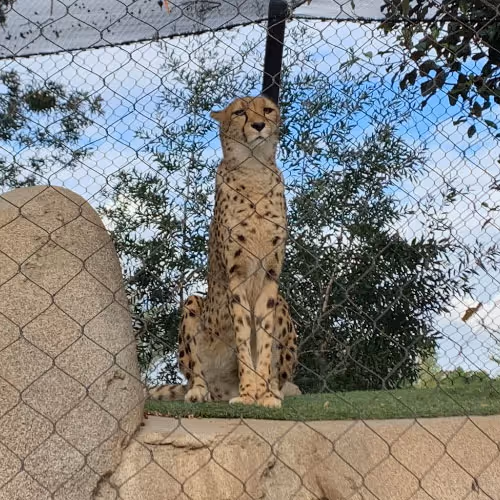 Cheetah sitting behind a chain-link fence with greenery and sky in the background.