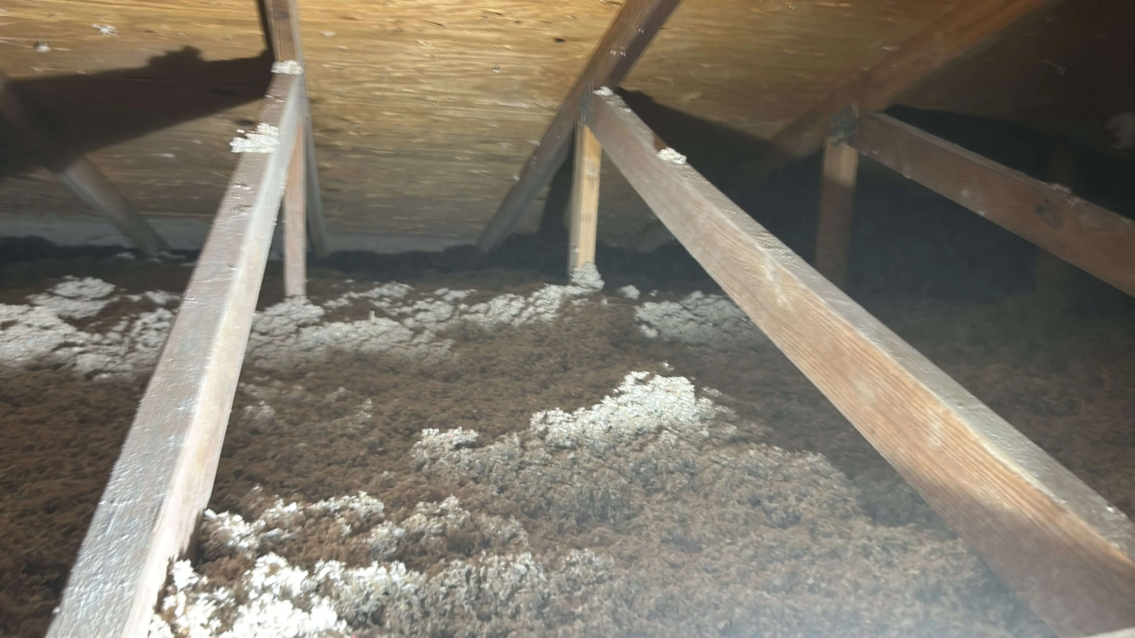 needing Termite Treatment in West Palm Beach