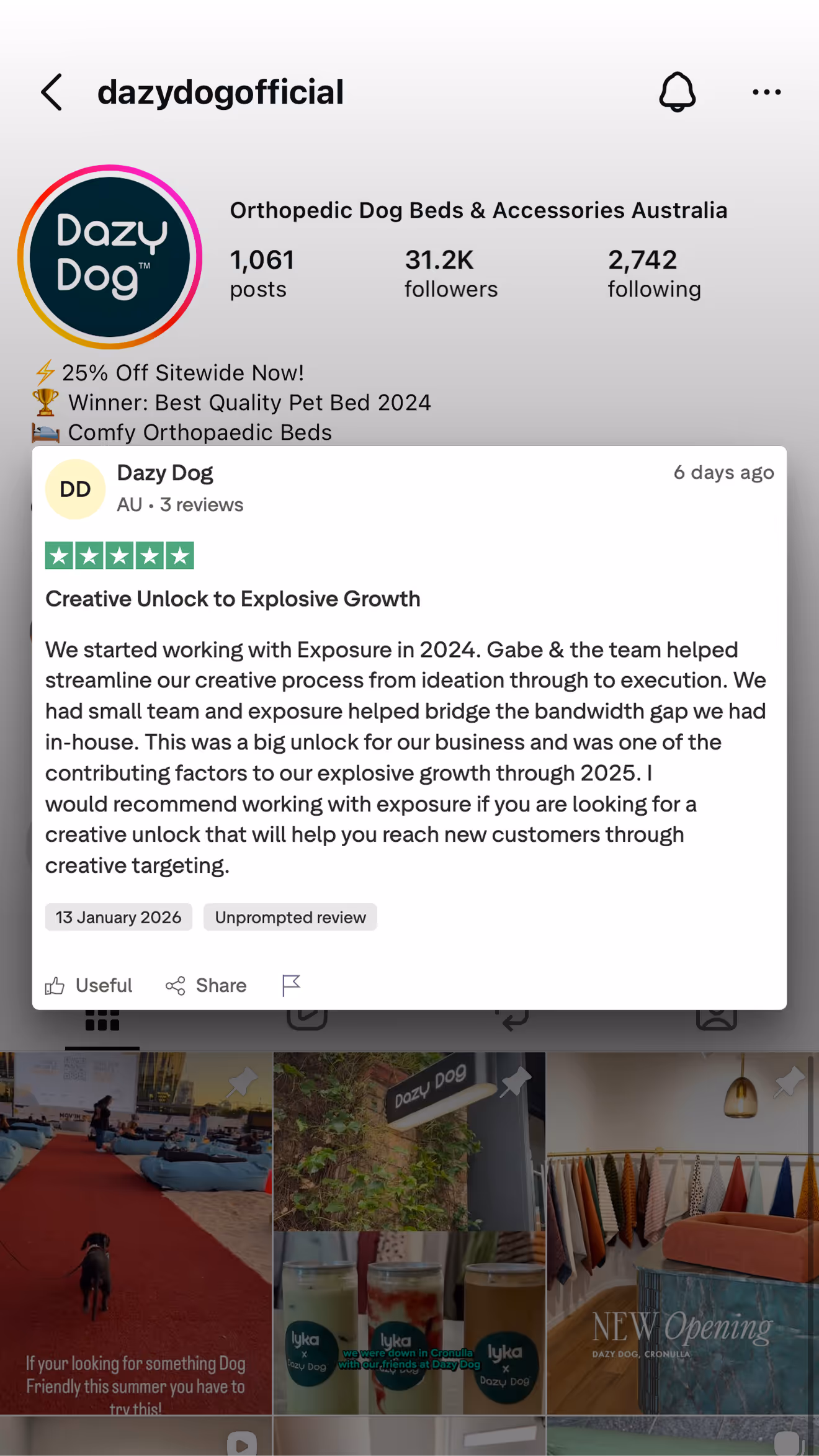 Instagram profile of dazydogofficial featuring orthopedic dog beds with 31.2K followers and a highlighted five-star review praising creative growth and business success.