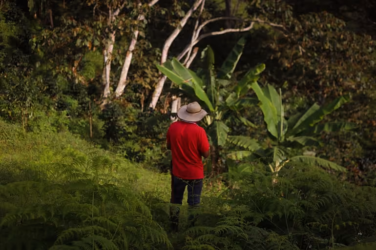 EU deforestation regulation text