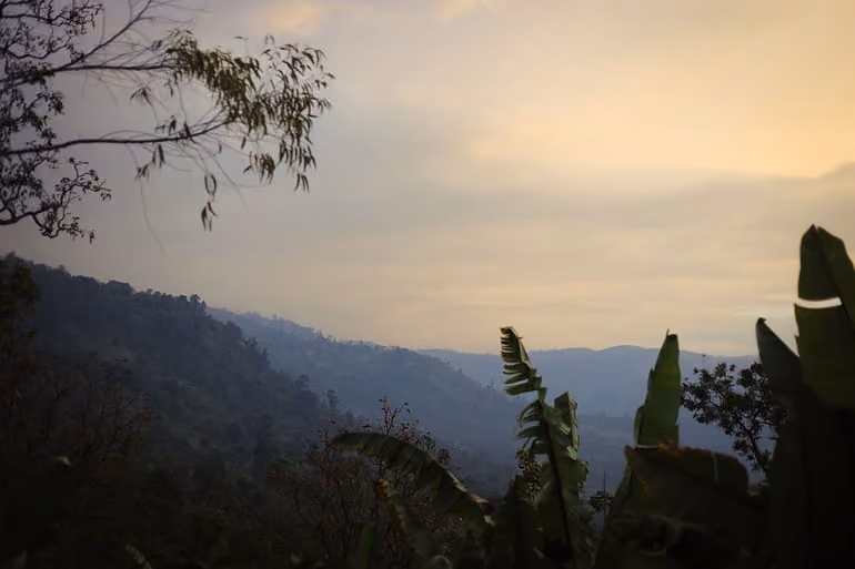 deforestation-free supply chains