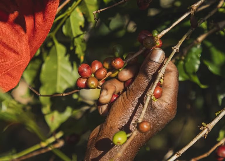 Rwanda coffee cherries