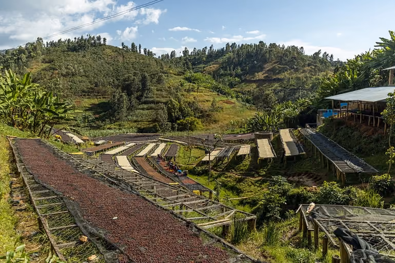 Rwanda coffee washing station
