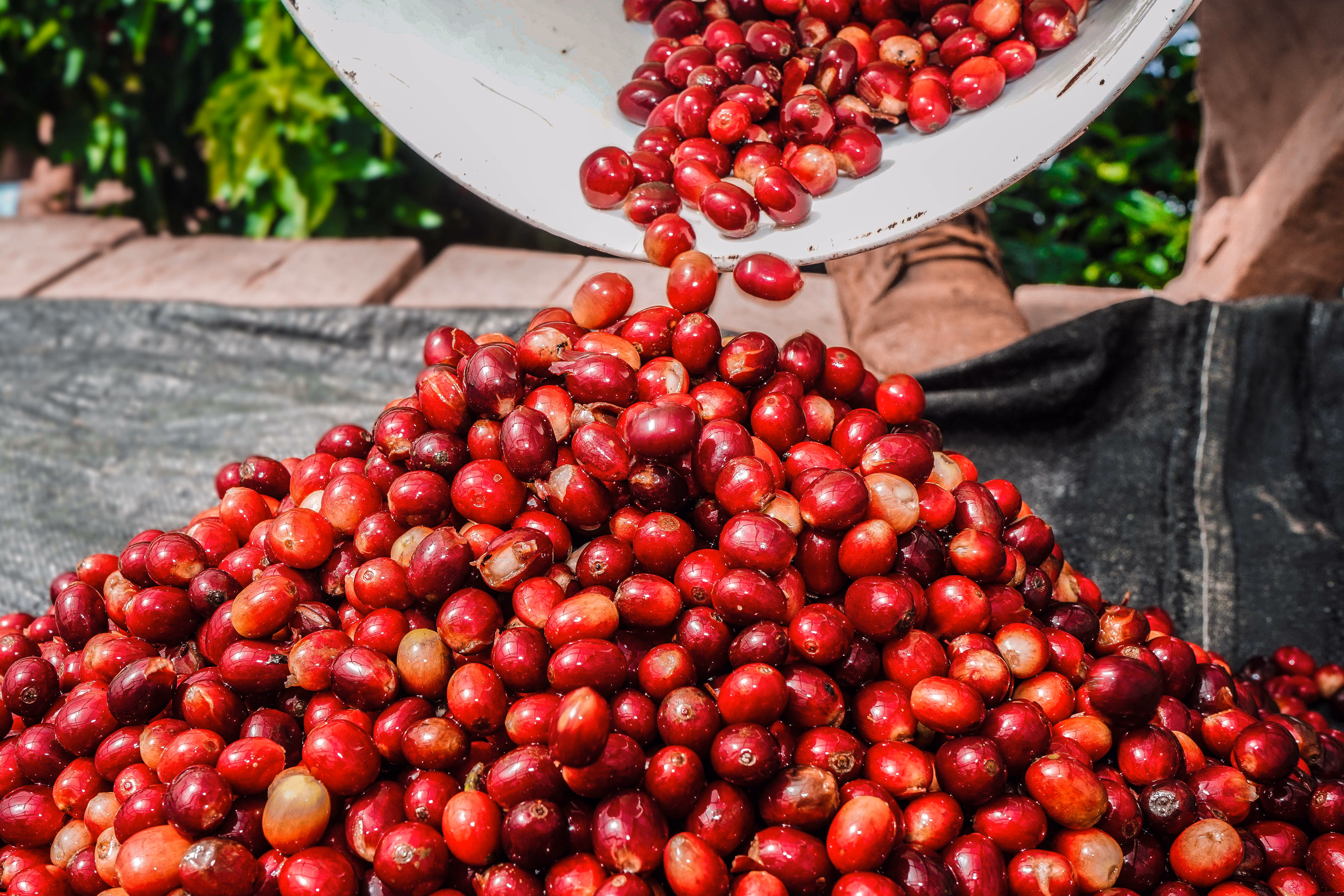 Peruvian coffee is in demand and might sell out faster than you think