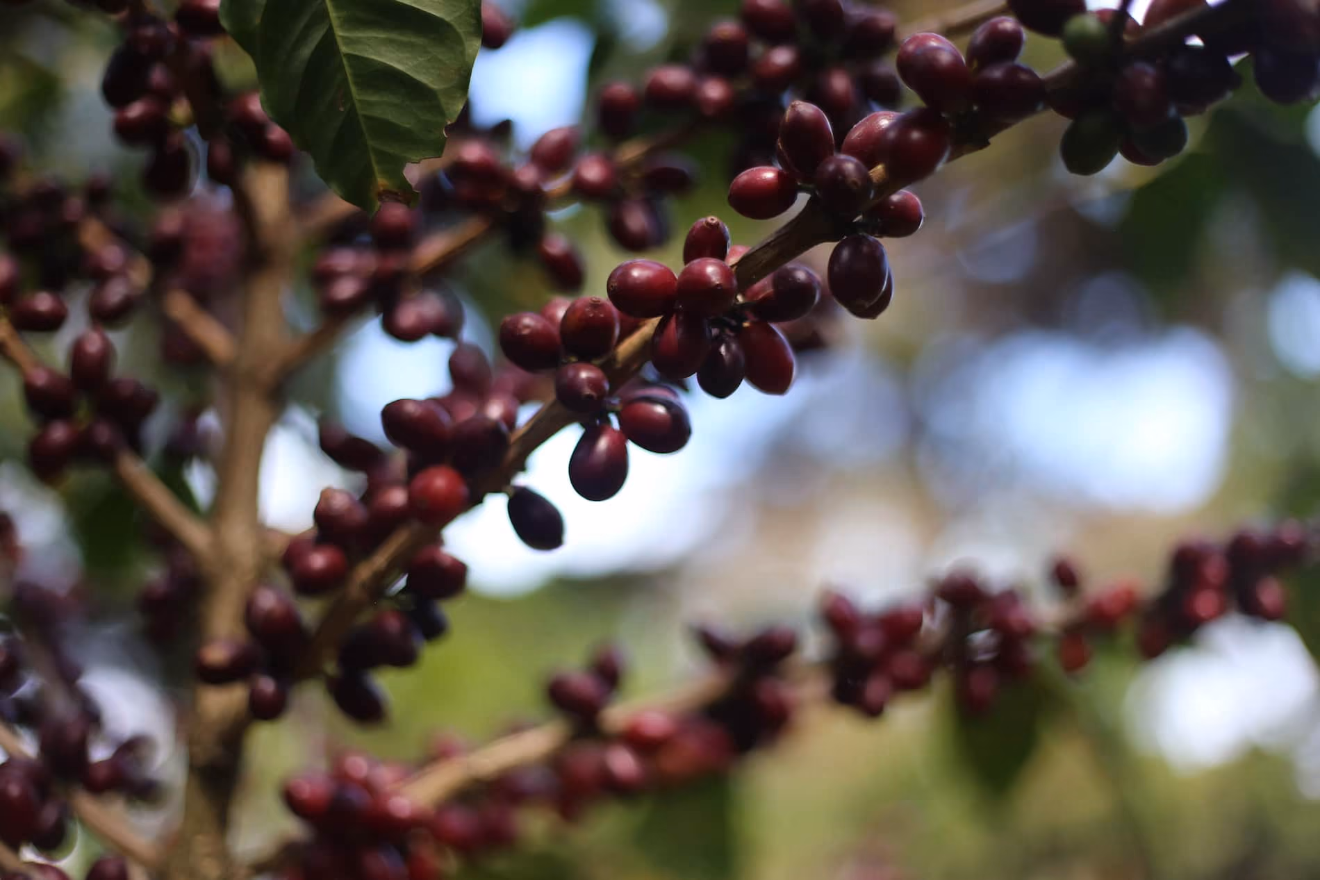 The Impact of War and Reform on coffee growing in el salvador