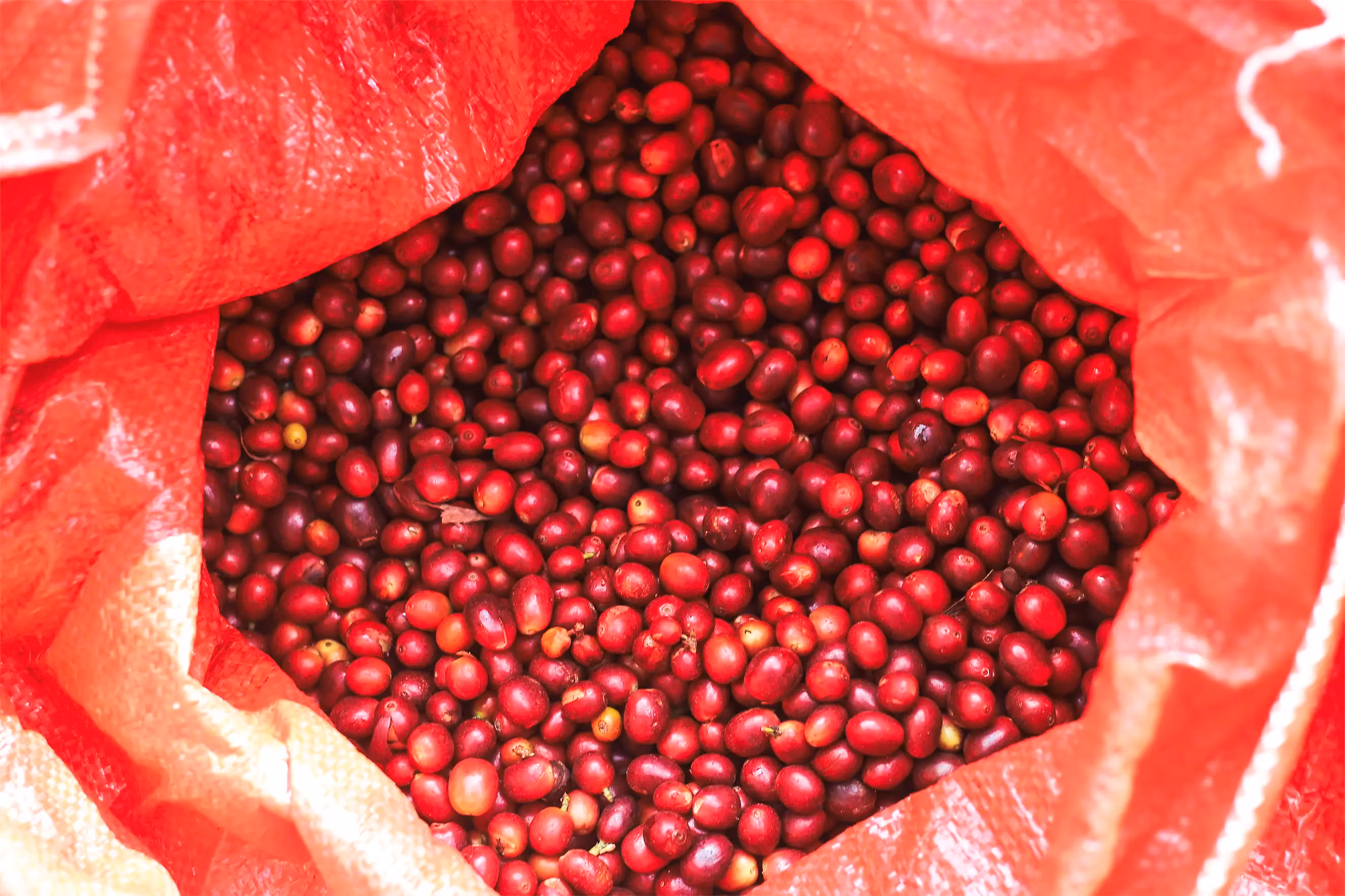 coffee beans in guatemala