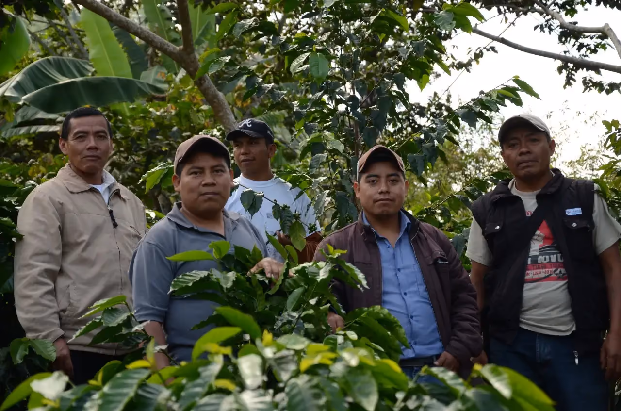 Guatemalan coffees are grown at high altitudes, surrounded by volcanoes, mountain peaks, and national parks. 