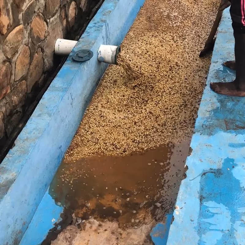 Current Challenges burundi coffee production