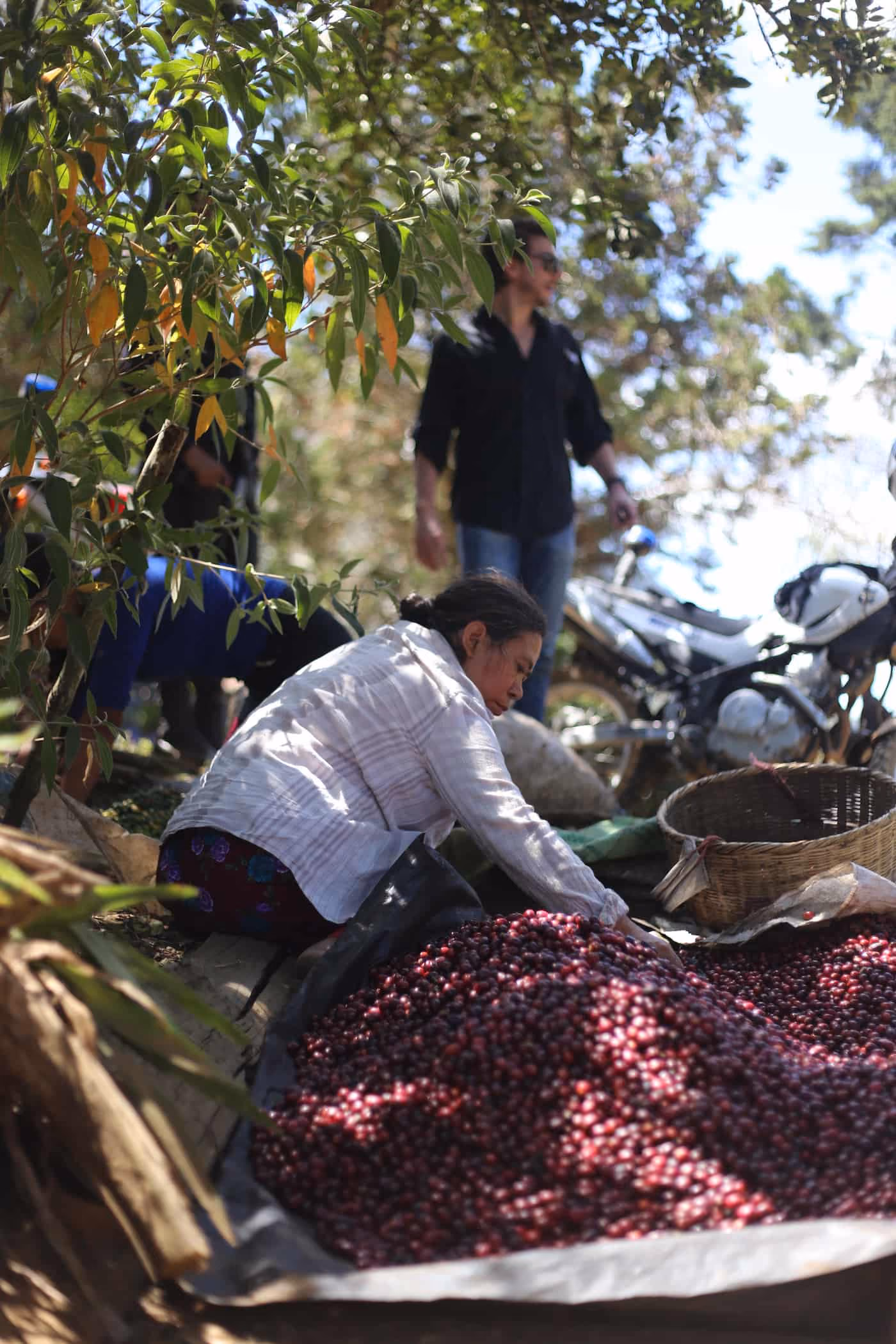 The Resilience of Salvadoran Coffee