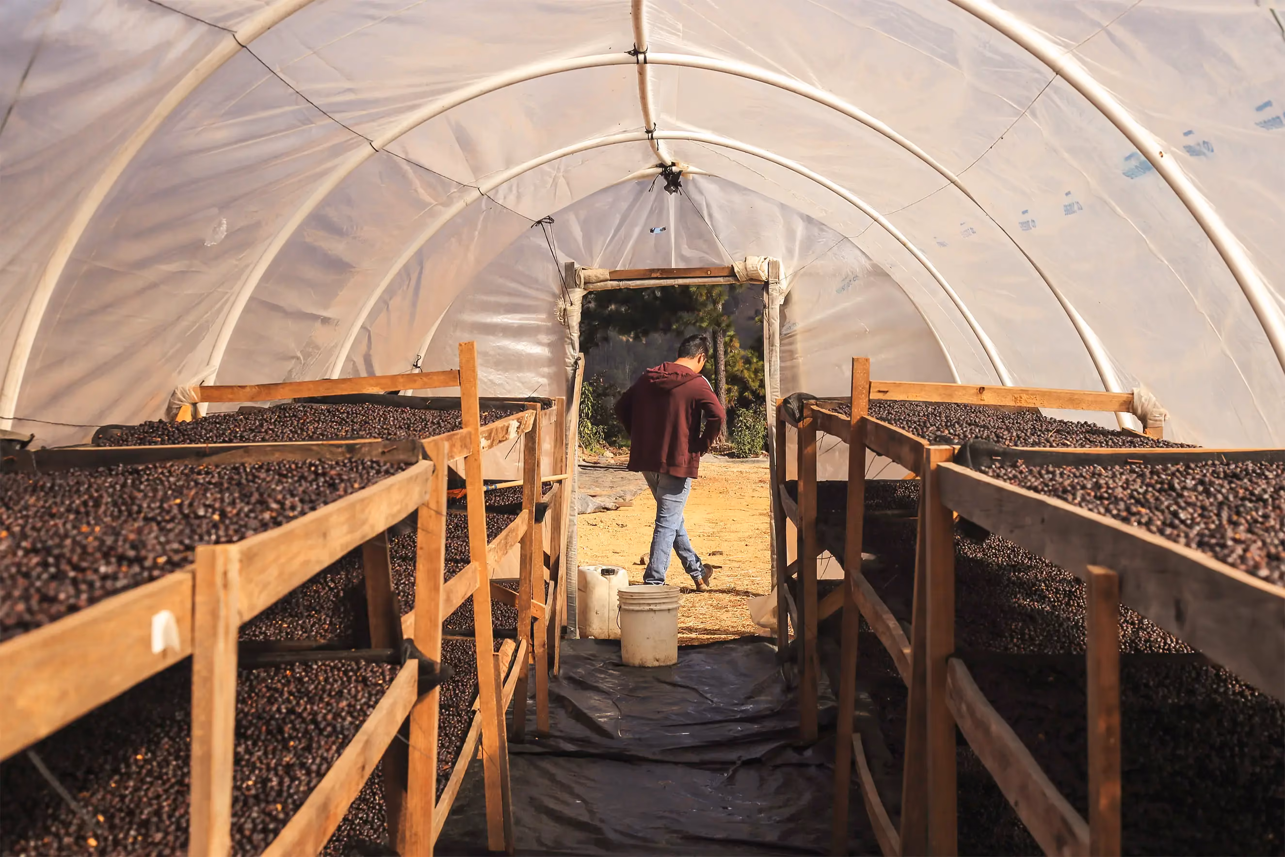 Ten years of learning what roasters like
