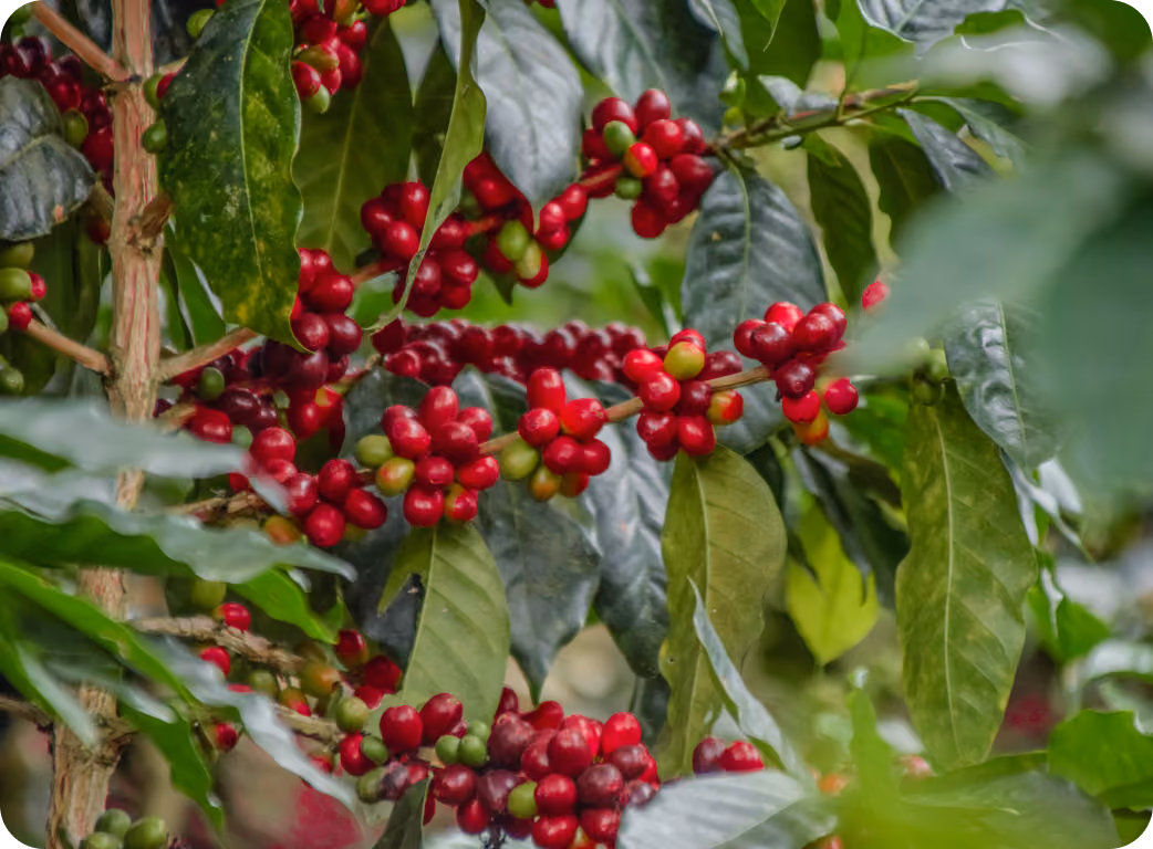 Peru 2025 Harvest Update: Strong crop for a new chapter